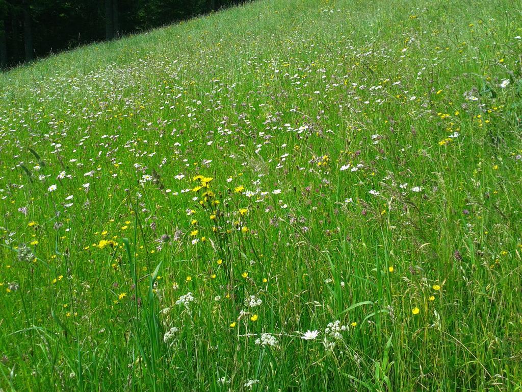 Studio Schwarzenauer Leilighet Alpbach Eksteriør bilde