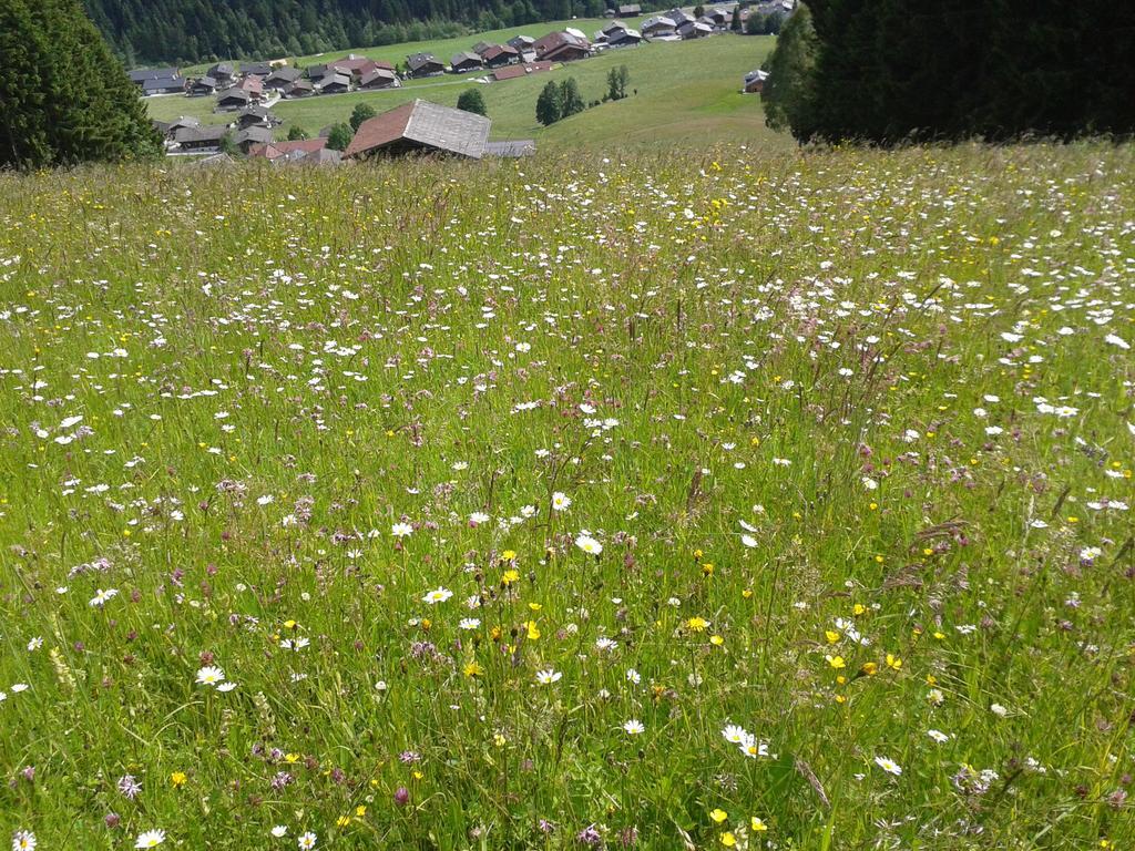 Studio Schwarzenauer Leilighet Alpbach Eksteriør bilde
